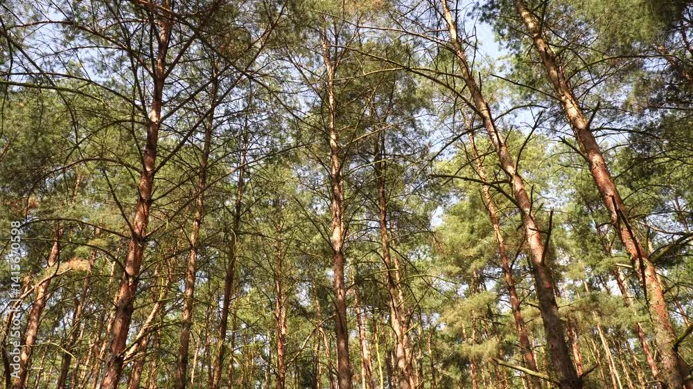 trees in the forest trees in the forest
