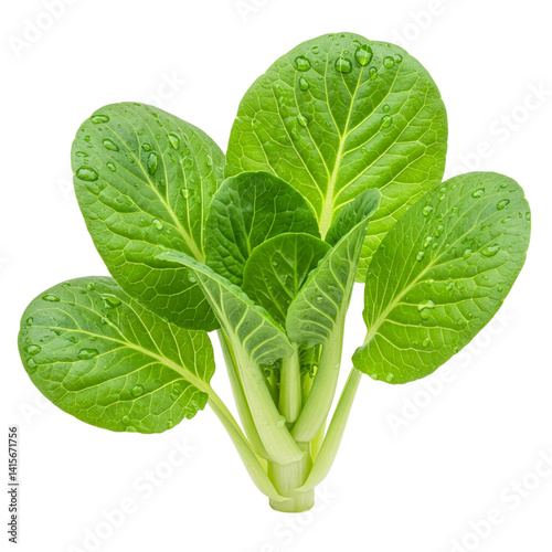Photography Vibrant green bok choy, freshly harvested and glistening with morning dew, showcasing its lush, healthy leaves against a pure white backdrop