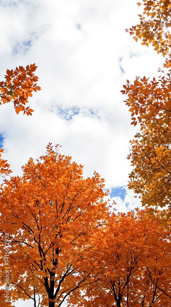 orange leaves on branches against a partly cloudy sky in autumn orange leaves on branches against a partly cloudy sky in autumn