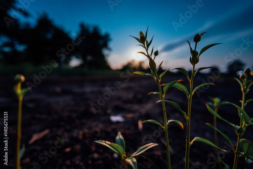 Emerging Plants at Dusk in a Field