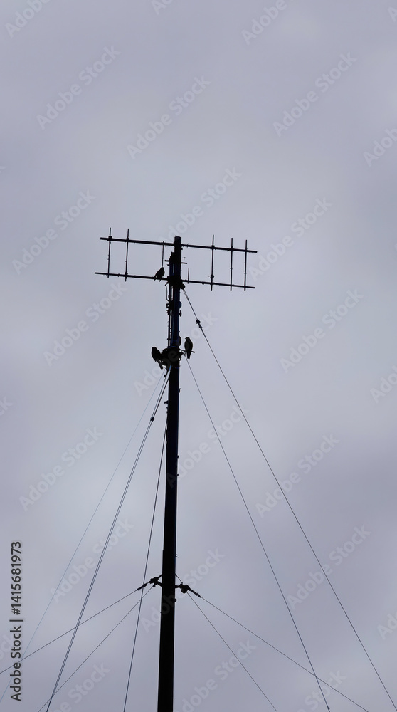three birds silhouetted on a tall antenna pole against a gray sky three birds silhouetted on a tall antenna pole against a gray sky