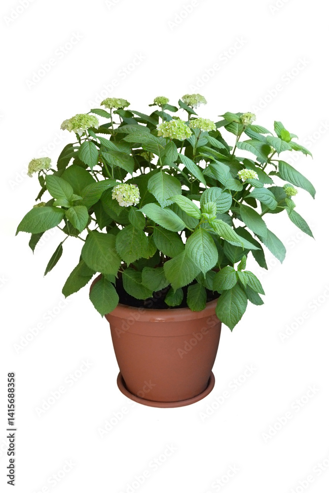 Fototapeta premium Potted hydrangea flower plant isolated on white background