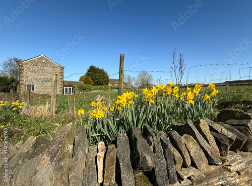 A cluster of yellow daffodils blooms vibrantly in front of a rustic stone wall, set against a backdrop of a rural farmhouse surrounded by green fields and a clear blue sky near, Thornton, Bradford, UK