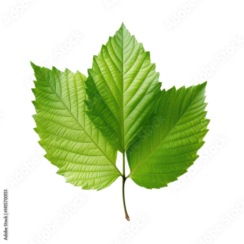 Hornbeam Leaf isolated on transparent background.