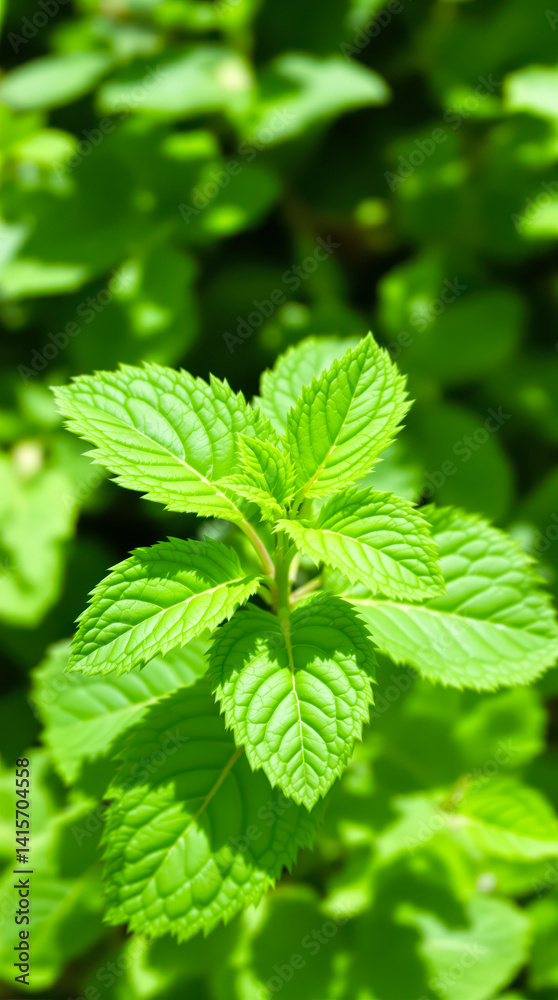 close-up of vibrant green mint leaves in sunlight close-up of vibrant green mint leaves in sunlight