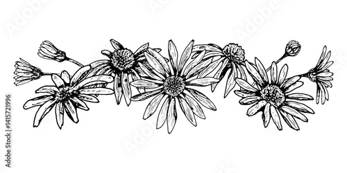 Black and white horizontal floral composition with hand-drawn wildflowers such as daisies, chamomile, echinacea or arnica. Ideal for packaging, herbal tea labels, natural cosmetics and seasonal cards.