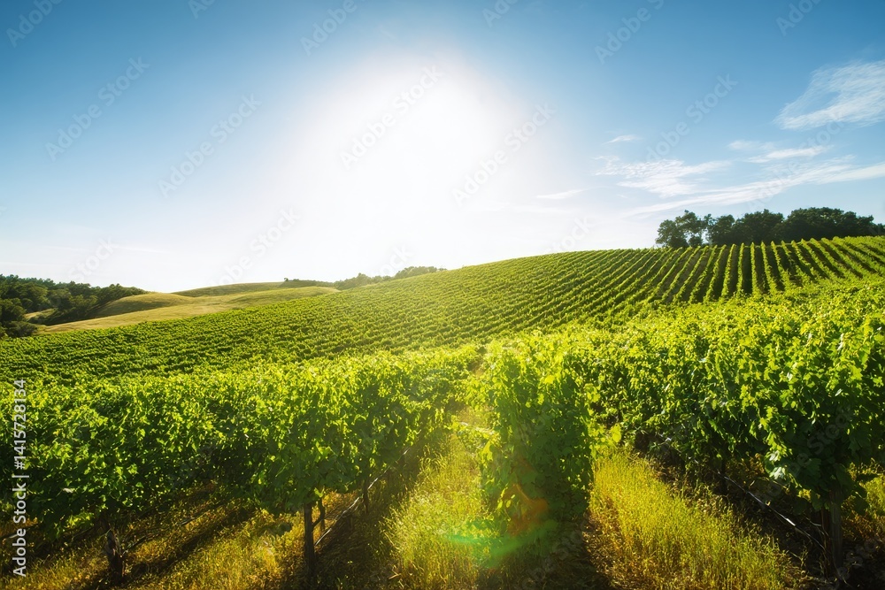Naklejka premium Lush green vineyard with rows of grapevines glowing under warm sunlight and clear blue sky Generative AI