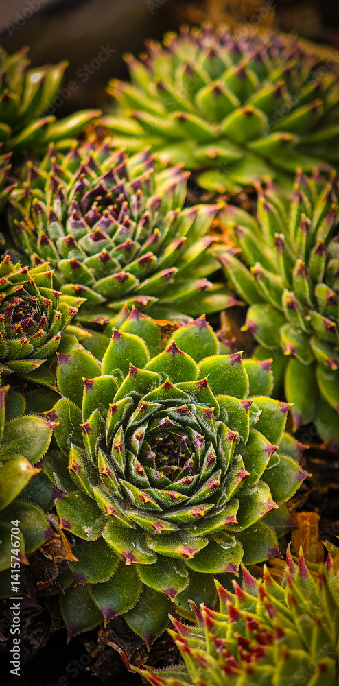 Obraz premium Desert succulents closeup macro nature wallpaper background