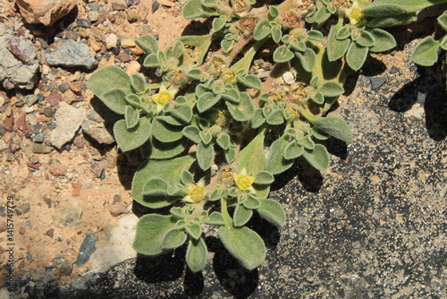 Purslane leaved aizoon, Canary iceplant, Aizoon des Canaries, Pata perro - Aizoon canariense - Aizoaceae, Aizoacées