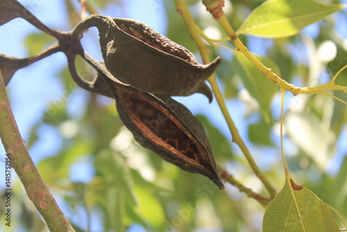 Kurrajong, Brachychiton à feuille de peuplier, Bolet superbe, Sterculier à feuilles de peuplier - Brachychiton populneus - Malvaceae, Malvacées photo
