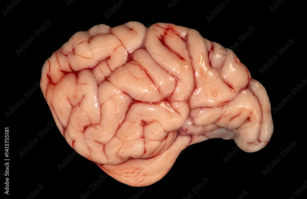Close-up of a real animal brain