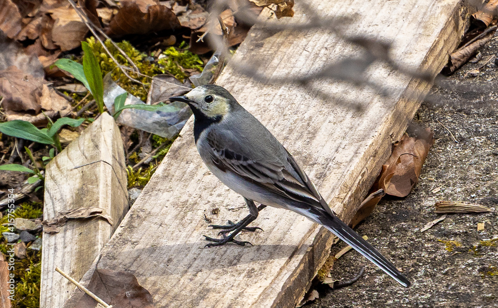 A Motacilla alba bird standing on a plank