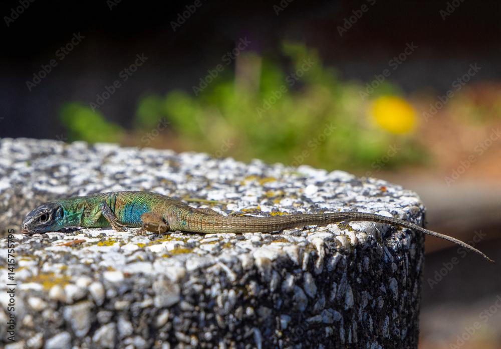 Close-up of a Platysaurus intermedius lizard