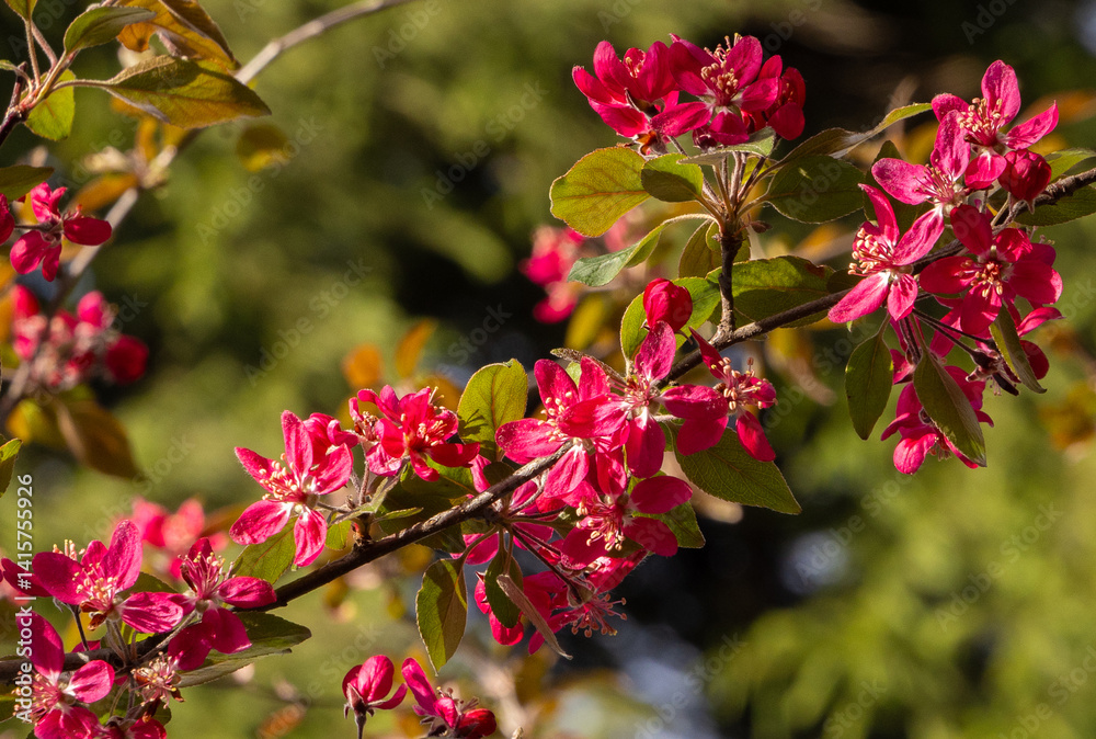 A branch with Malus - Crabapple tree flowers
