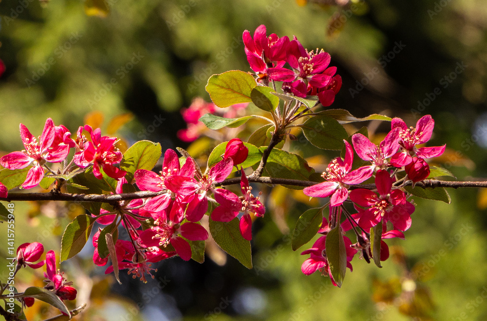 A twig with red flowers of the ornamental apple tree Malus Coccinella Courtarou
