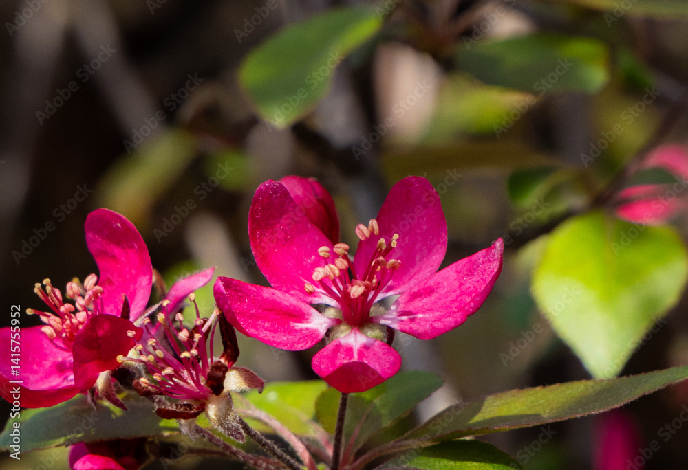 A twig with red flowers of the ornamental apple tree Malus Coccinella Courtarou