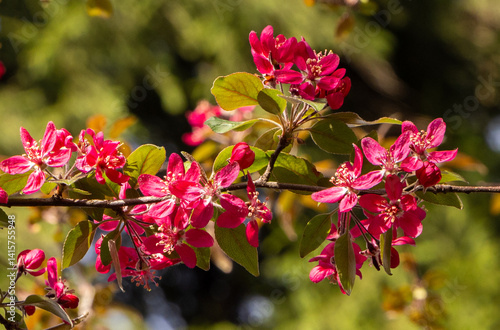 Obraz na płótnie A twig with red flowers of the ornamental apple tree Malus Coccinella Courtarou w salonie