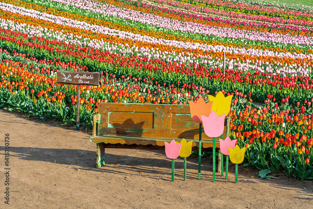 Beautiful spring garden. beautiful tulips garden with many blooming flowers.