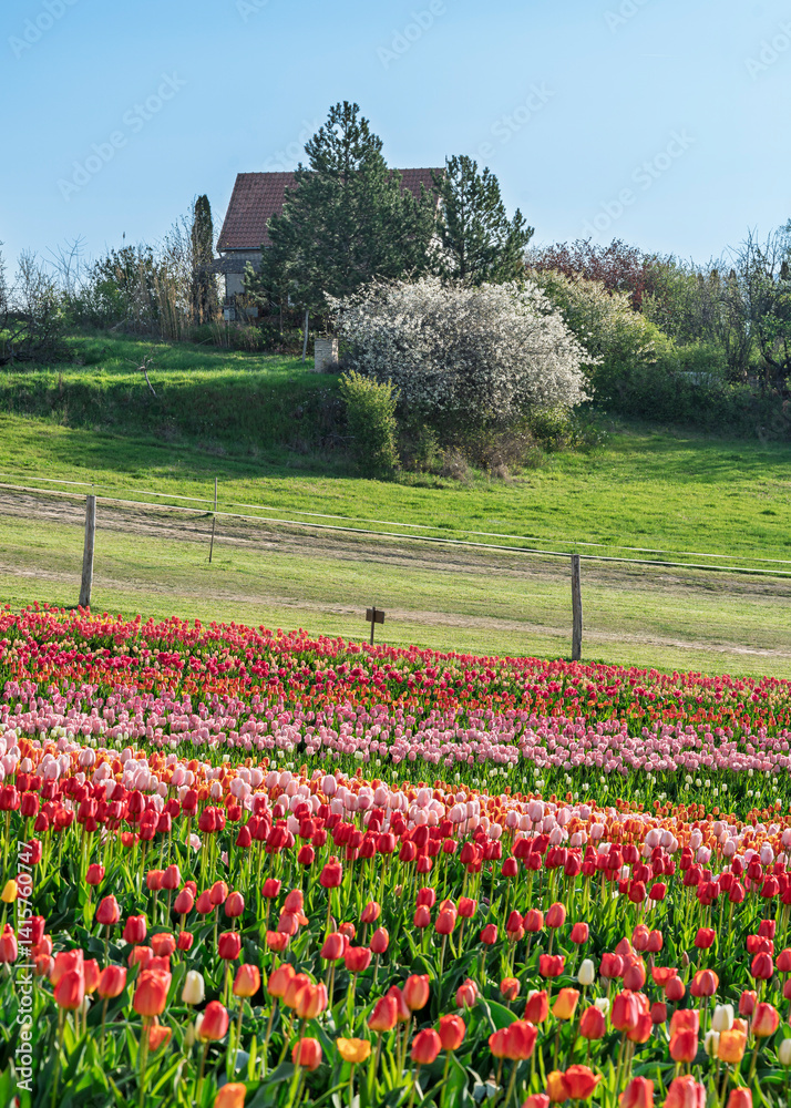 Beautiful spring garden. beautiful tulips garden with many blooming flowers.