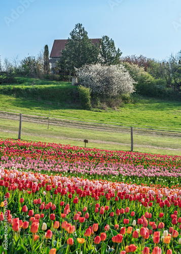 Obraz na płótnie Beautiful spring garden. beautiful tulips garden with many blooming flowers. w salonie