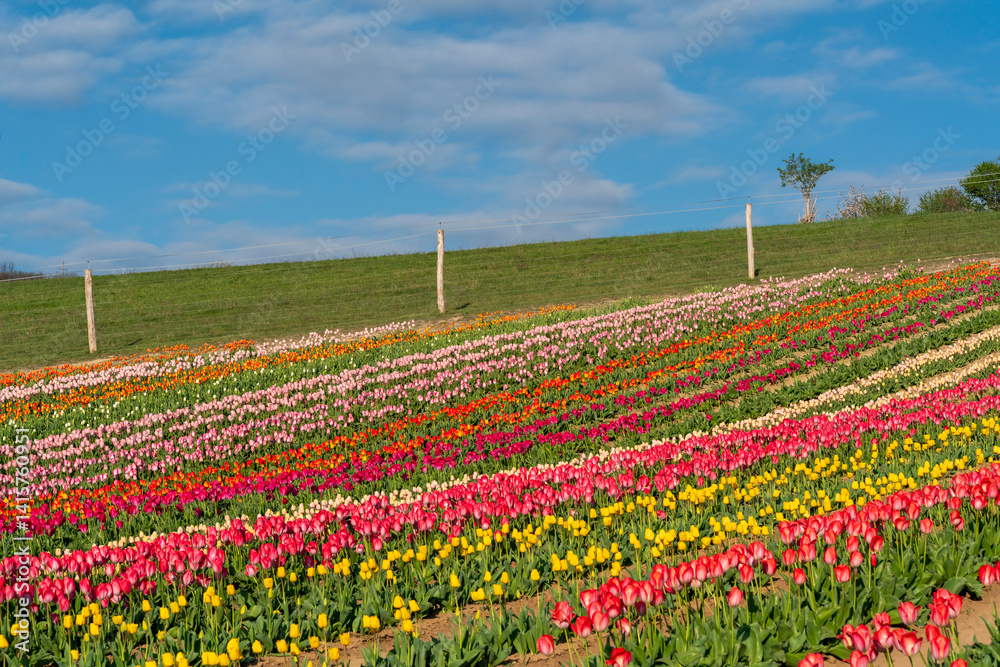 Beautiful spring garden. beautiful tulips garden with many blooming flowers.