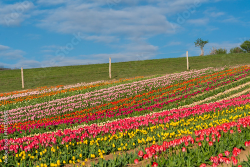 Obraz na płótnie Beautiful spring garden. beautiful tulips garden with many blooming flowers. w salonie