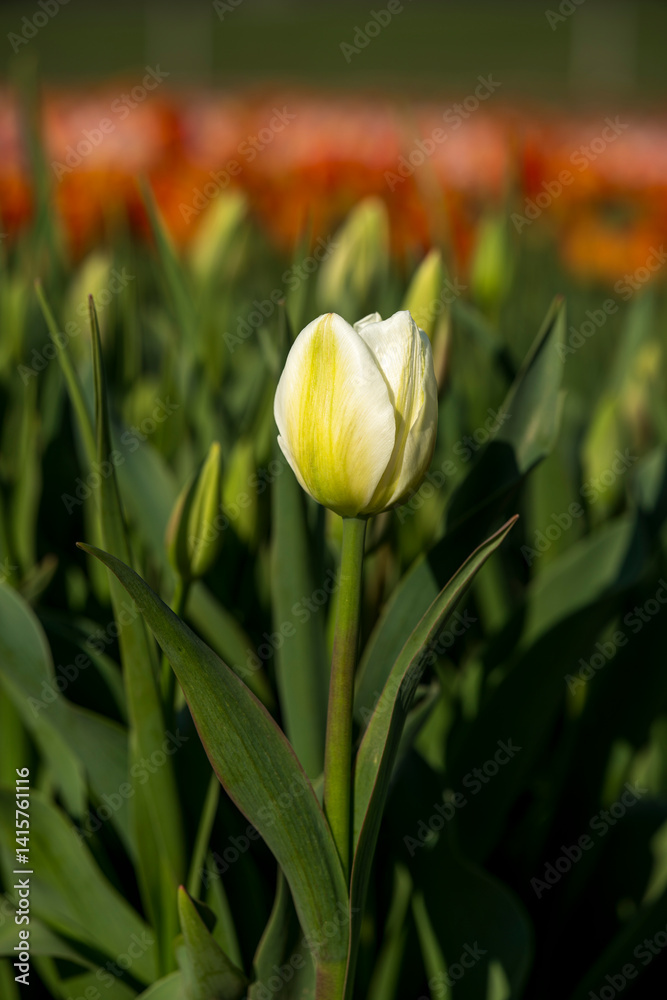 Beautiful spring garden. beautiful tulips garden with many blooming flowers.