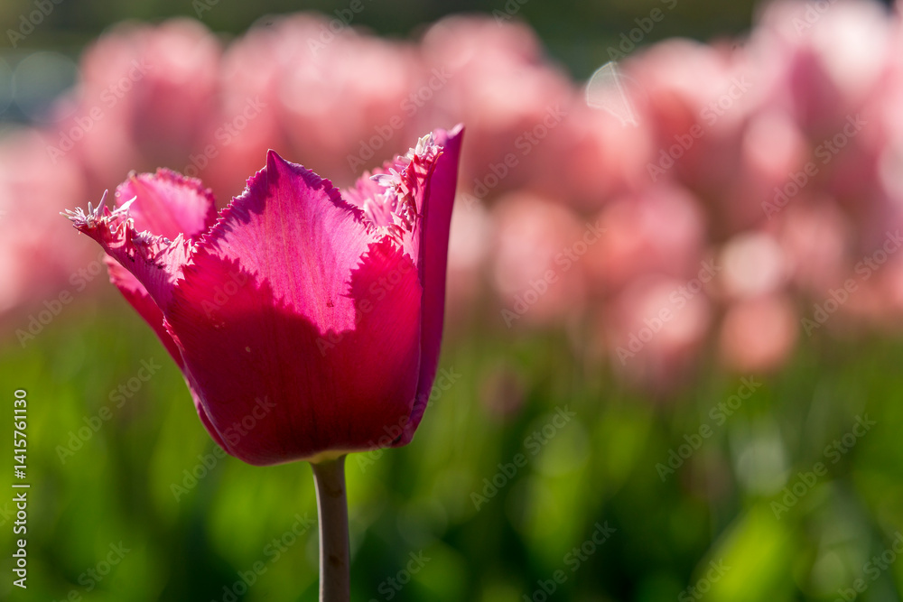 Beautiful spring garden. beautiful tulips garden with many blooming flowers.