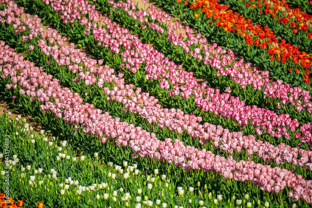 Beautiful spring garden. beautiful tulips garden with many blooming flowers.