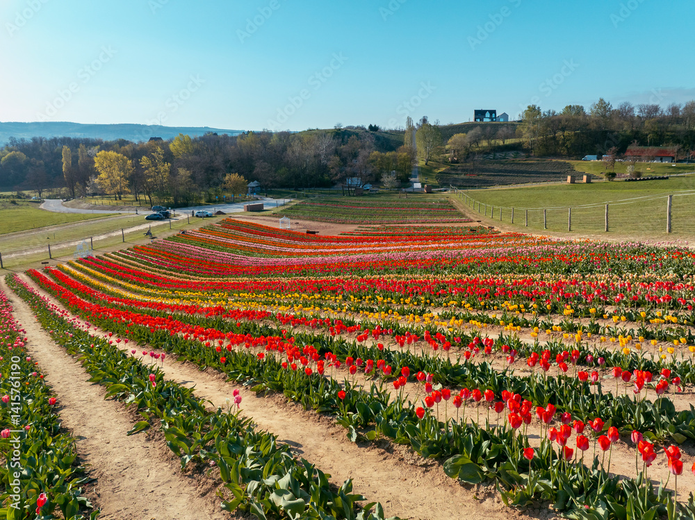 Beautiful spring garden. beautiful tulips garden with many blooming flowers.