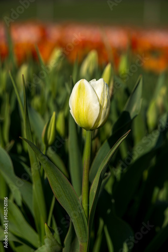 Beautiful spring garden. beautiful tulips garden with many blooming flowers.