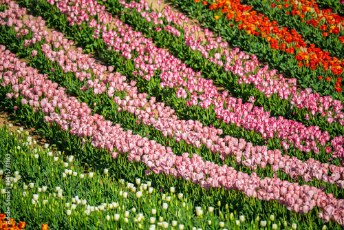 Obraz na płótnie Beautiful spring garden. beautiful tulips garden with many blooming flowers. w salonie