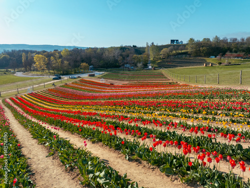Obraz na płótnie Beautiful spring garden. beautiful tulips garden with many blooming flowers. w salonie