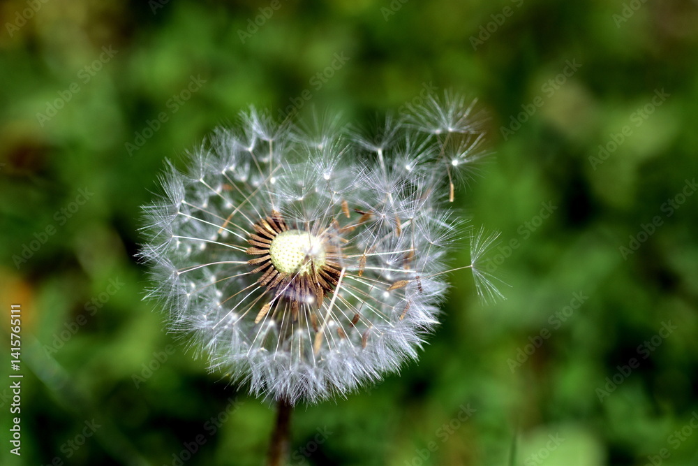 Fototapeta premium Nahaufnahme einer Pusteblume