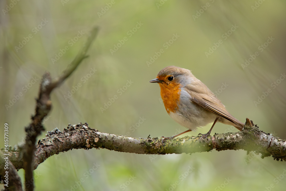 Robin in Stillness Among Spring Greenery Robin in Stillness Among Spring Greenery