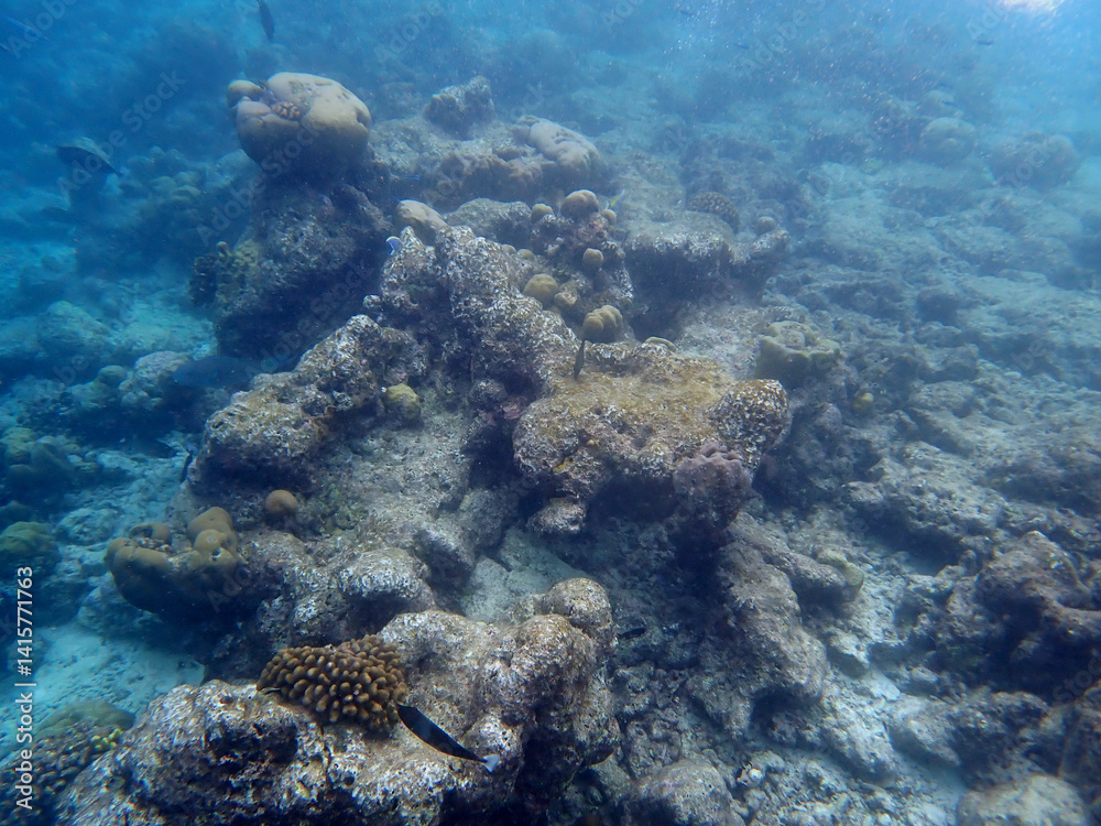 Naklejka premium coral reef on the maldives