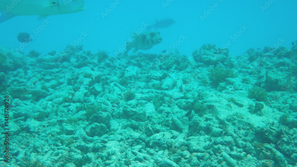 coral reef on the maldives coral reef on the maldives