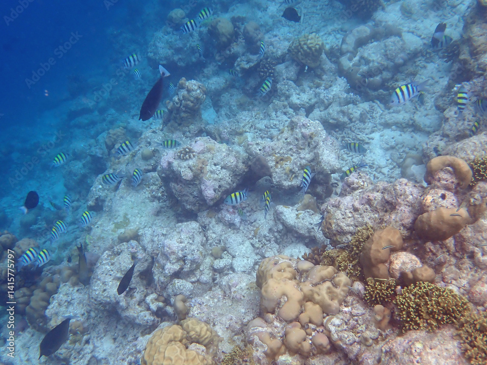 Obraz premium coral reef on the maldives