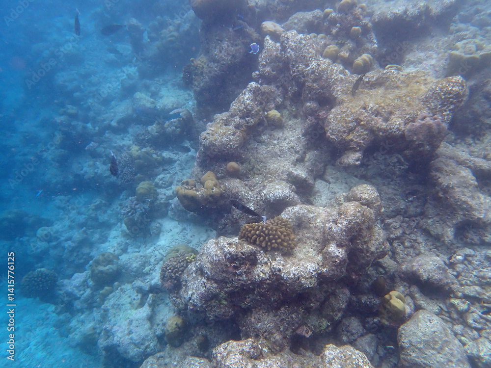 Obraz premium coral reef on the maldives