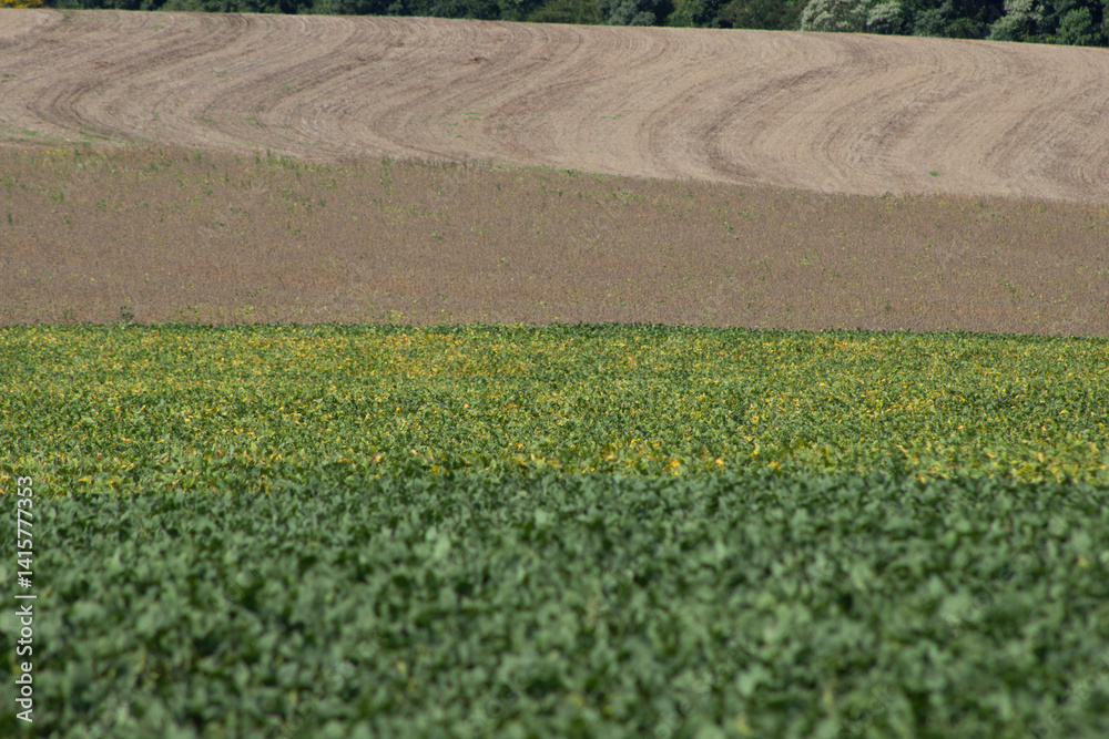Green soybean field on a grain farm in southern Brazil