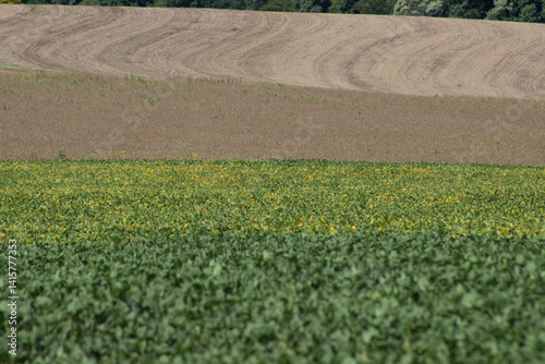 Obraz na płótnie Green soybean field on a grain farm in southern Brazil w salonie