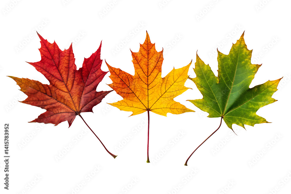 Colorful Autumn Maple Leaves Colorful Autumn Maple Leaves
