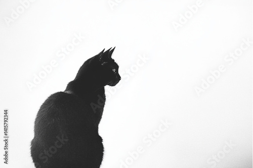 black cat on a white background
