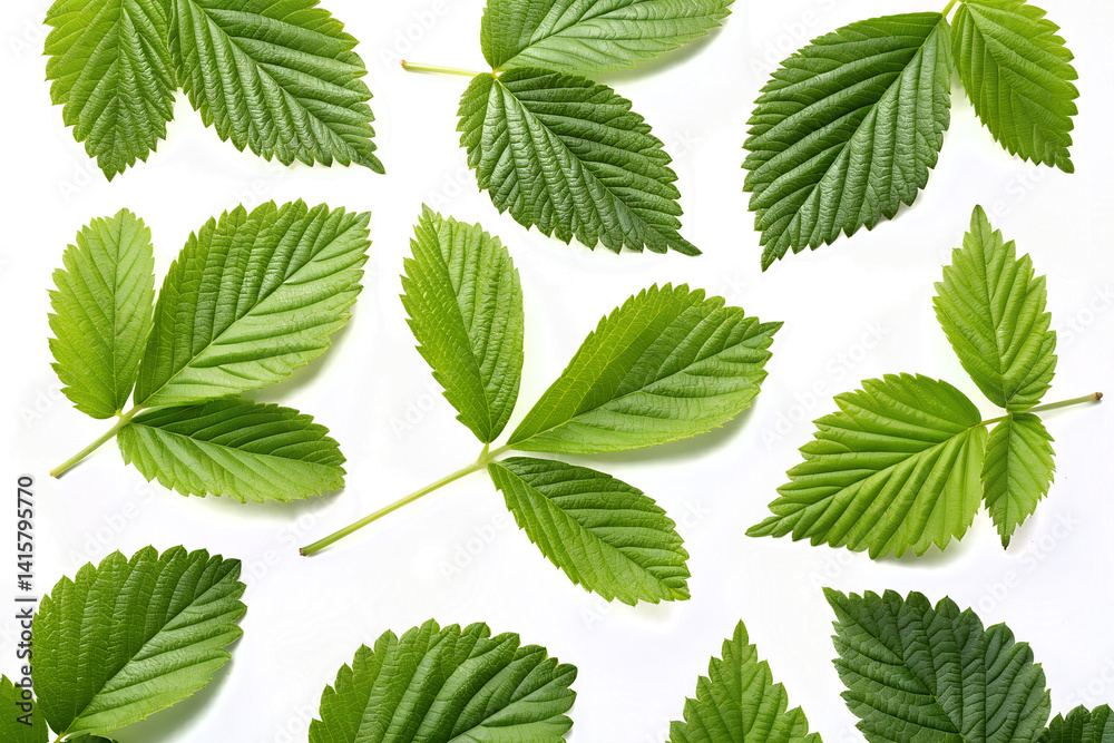 Fresh Green Leaves on White Background Fresh Green Leaves on White Background