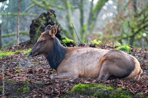 Resting Female Elk or Wapiti (Cervus canadensis)