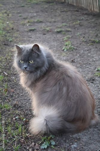 cat on the ground