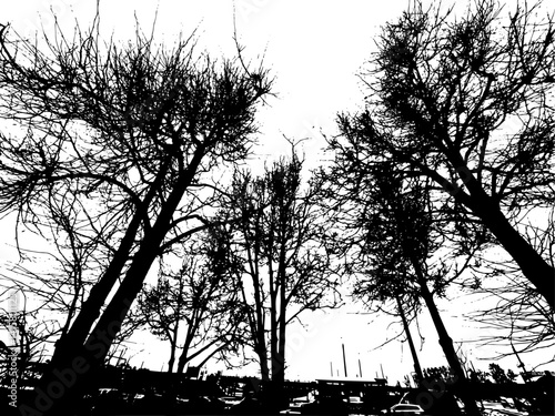 Monochrome silhouette of tree branches. hand drawing. Not AI Vector illustration