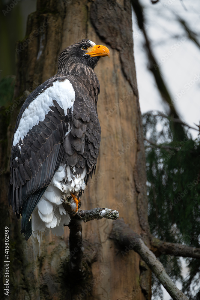 Steller's Sea Eagle (Haliaeetus pelagicus) Perching on a Tree