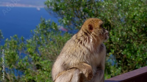 Barbary macaque sitting on a railing overlooking the sea in Gibraltar on a sunny day