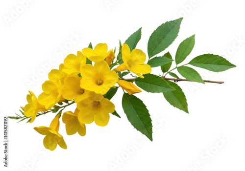 Isolated yellow elder flower plant with green leaves bloom isolated on white background